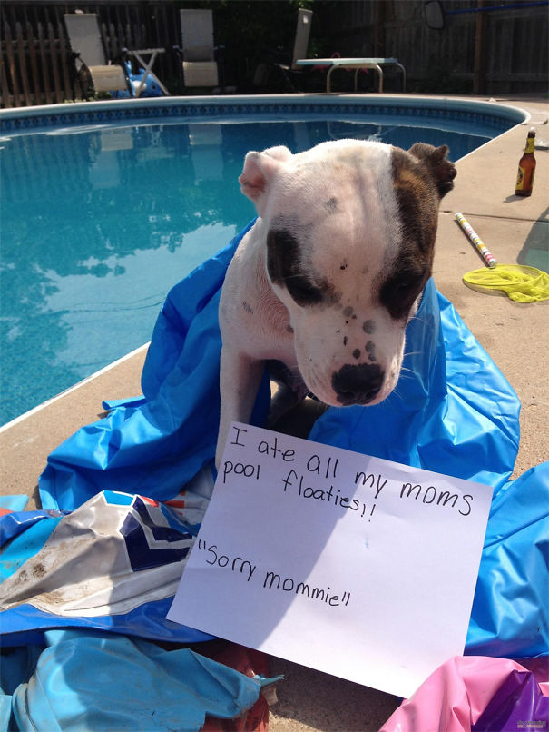 Funny Public Shaming Of Dogs Funny Public Shaming Of Dogs