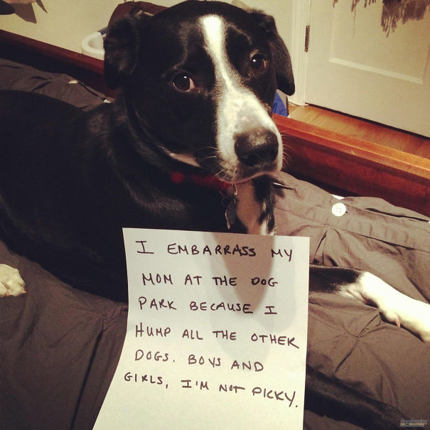 Funny Public Shaming Of Dogs Funny Public Shaming Of Dogs