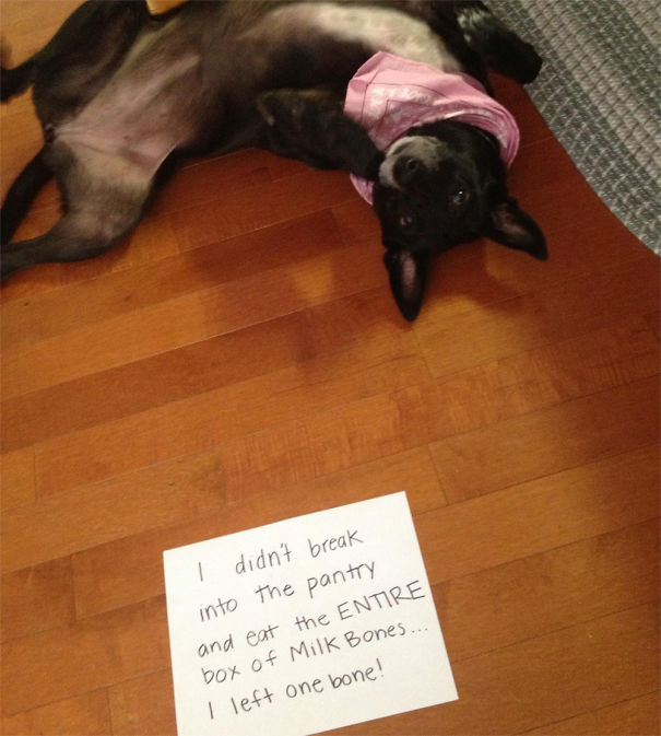 Funny Public Shaming Of Dogs