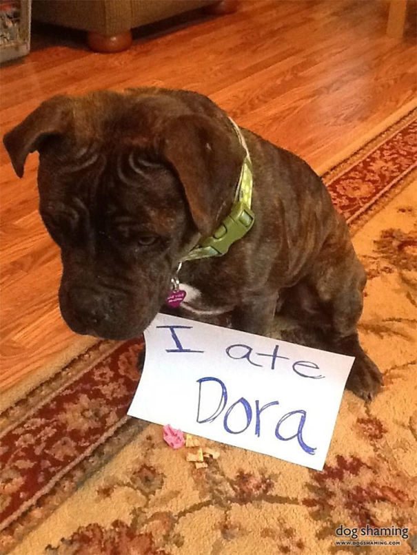 Funny Public Shaming Of Dogs