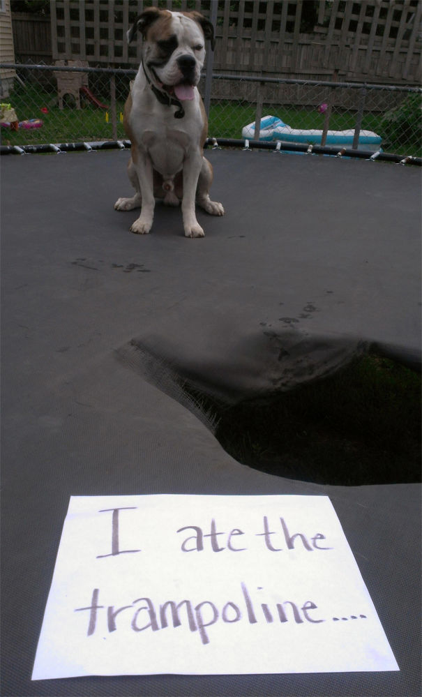 Funny Public Shaming Of Dogs Funny Public Shaming Of Dogs