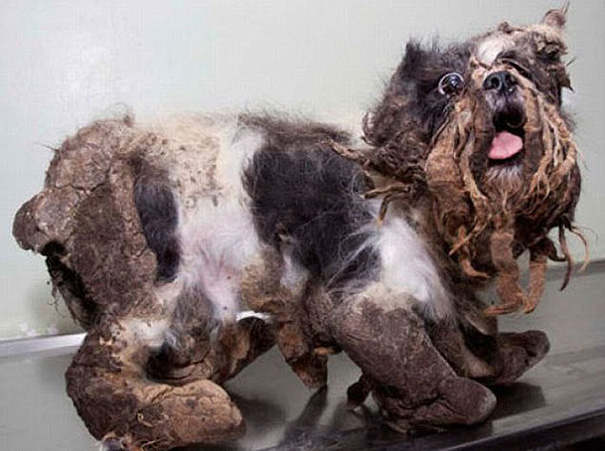 Abandoned Dog Mistaken For Pile Of Trash Gets Rescued And Cleaned Up