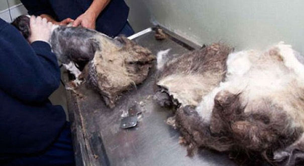 Abandoned Dog Mistaken For Pile Of Trash Gets Rescued And Cleaned Up Abandoned Dog Mistaken For Pile Of Trash Gets Rescued And Cleaned Up