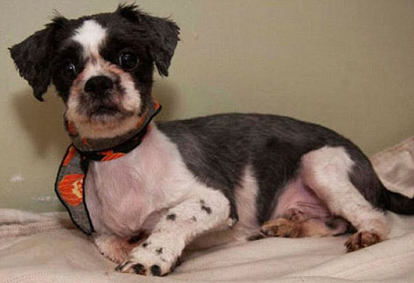 Abandoned Dog Mistaken For Pile Of Trash Gets Rescued And Cleaned Up Abandoned Dog Mistaken For Pile Of Trash Gets Rescued And Cleaned Up