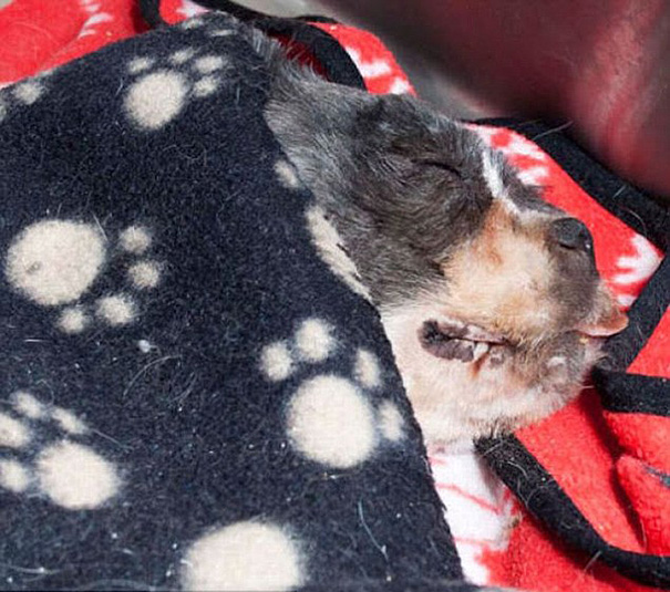 Abandoned Dog Mistaken For Pile Of Trash Gets Rescued And Cleaned Up