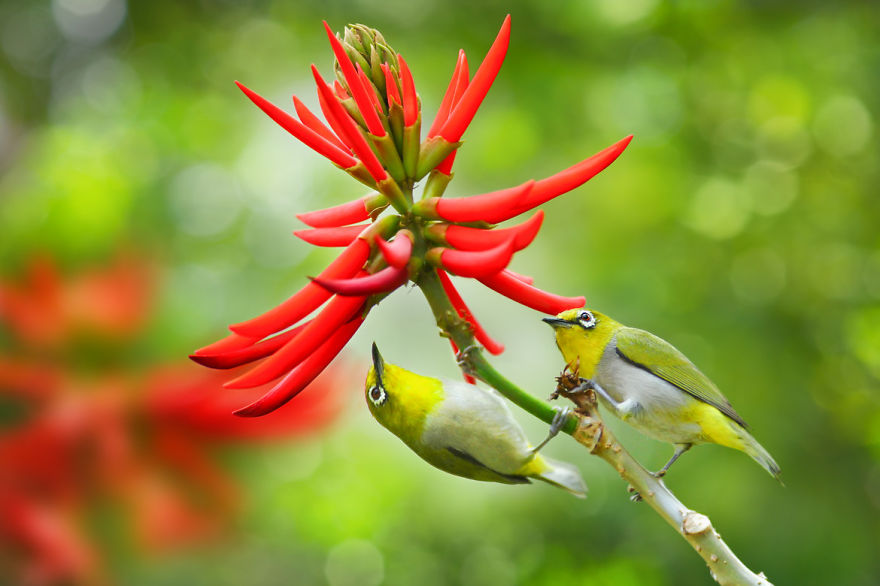 Amazing Bird Photography By Sue Hsu