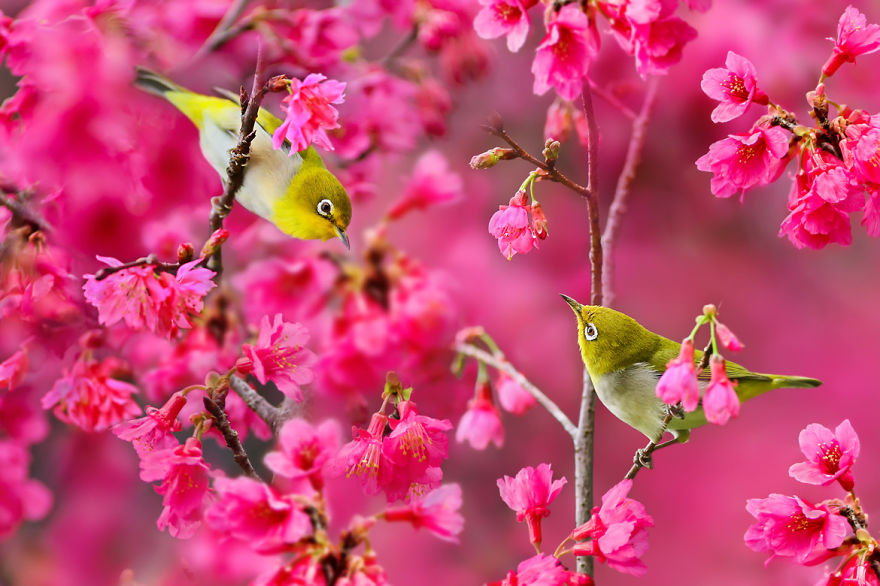 Amazing Bird Photography By Sue Hsu