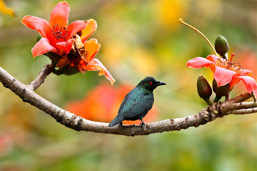 Amazing Bird Photography By Sue Hsu