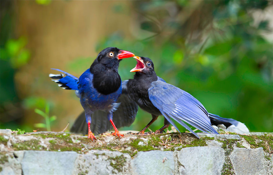 Amazing Bird Photography By Sue Hsu