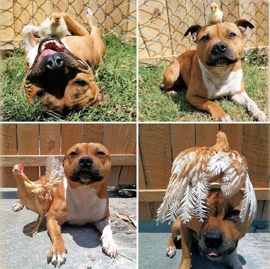 Before And After: Pit Bull Is Best Friends With A Chick Before And After: Pit Bull Is Best Friends With A Chick