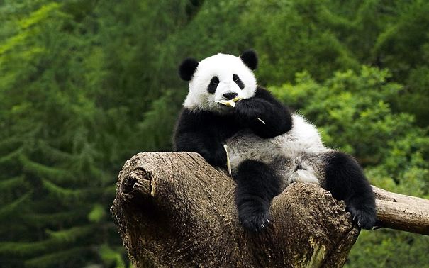 60 Cutest Panda Moments Ever Captured