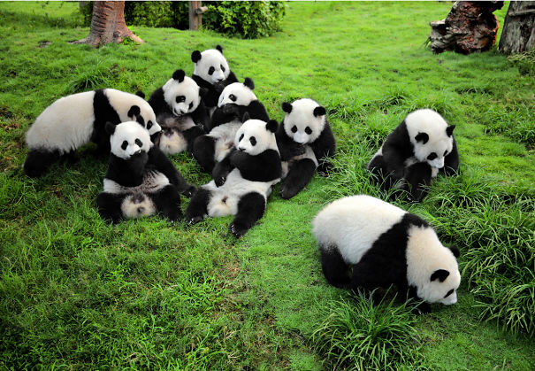 60 Cutest Panda Moments Ever Captured