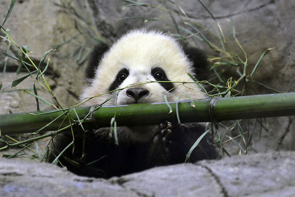 60 Cutest Panda Moments Ever Captured