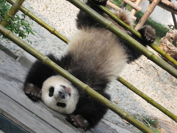 60 Cutest Panda Moments Ever Captured