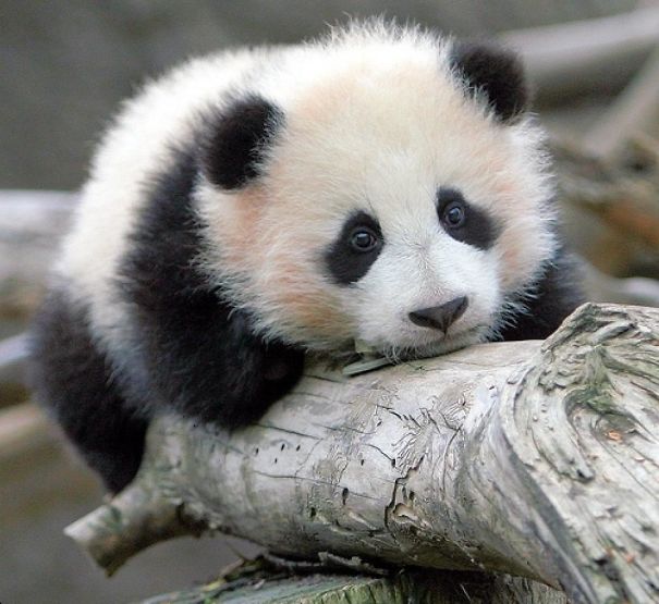 60 Cutest Panda Moments Ever Captured