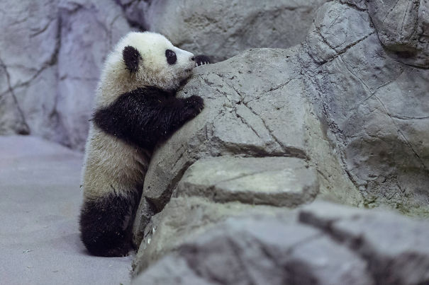 60 Cutest Panda Moments Ever Captured