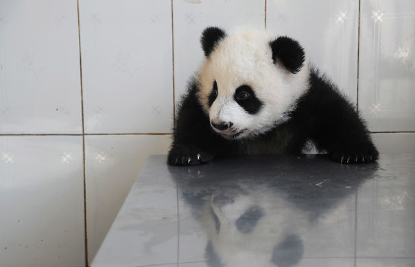 60 Cutest Panda Moments Ever Captured
