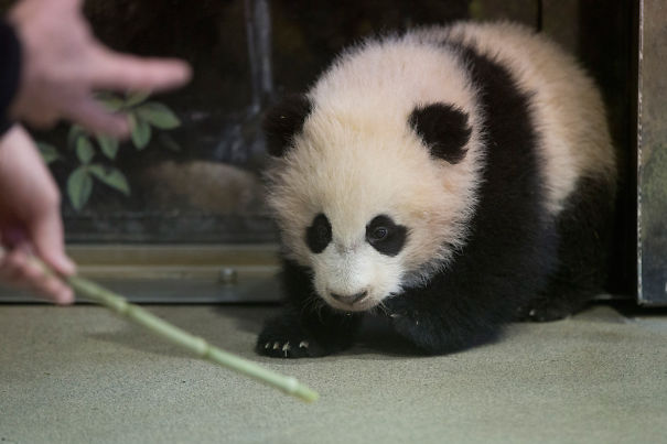 60 Cutest Panda Moments Ever Captured