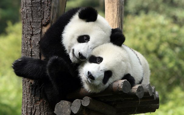 60 Cutest Panda Moments Ever Captured