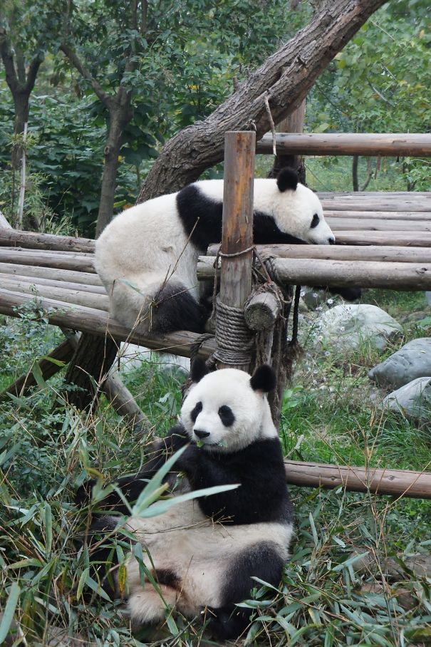 60 Cutest Panda Moments Ever Captured