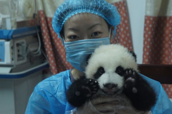 60 Cutest Panda Moments Ever Captured