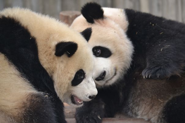 60 Cutest Panda Moments Ever Captured