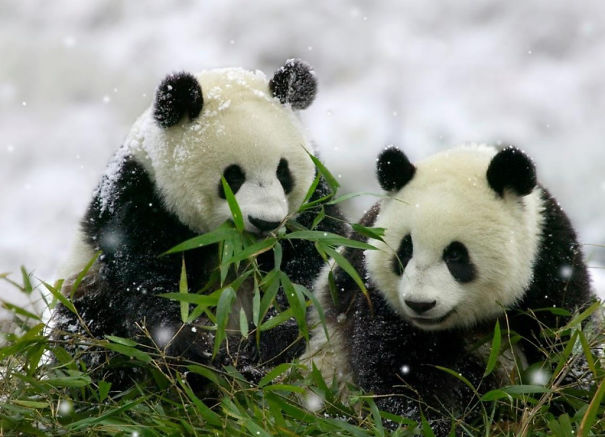 60 Cutest Panda Moments Ever Captured