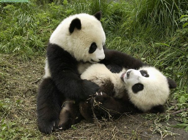60 Cutest Panda Moments Ever Captured