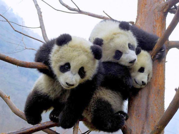 60 Cutest Panda Moments Ever Captured