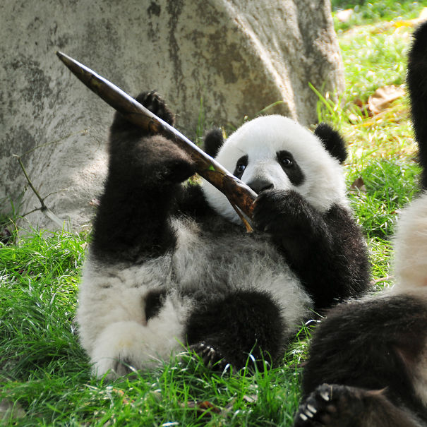 60 Cutest Panda Moments Ever Captured