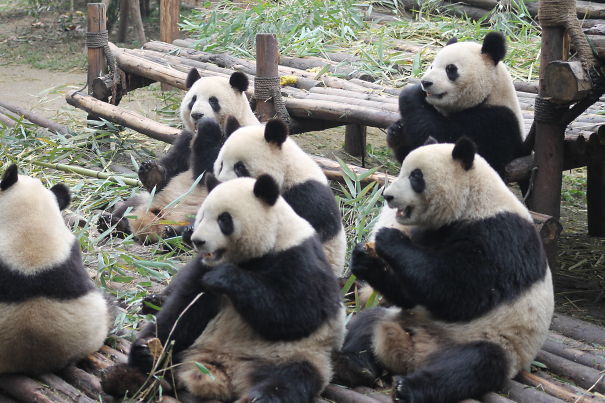 60 Cutest Panda Moments Ever Captured