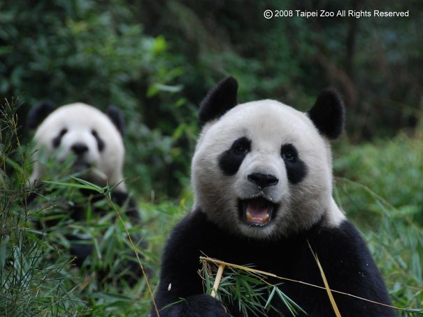 60 Cutest Panda Moments Ever Captured
