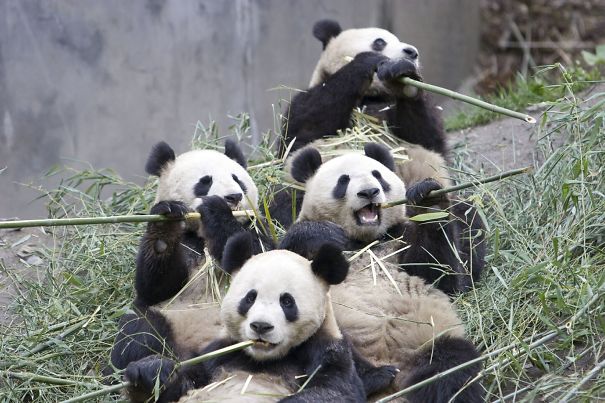 60 Cutest Panda Moments Ever Captured