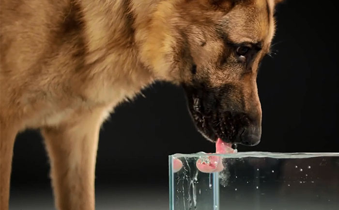 These 20 Educational Gifs Will Teach You More Than A Textbook Can