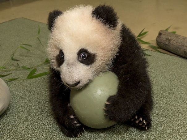60 Cutest Panda Moments Ever Captured