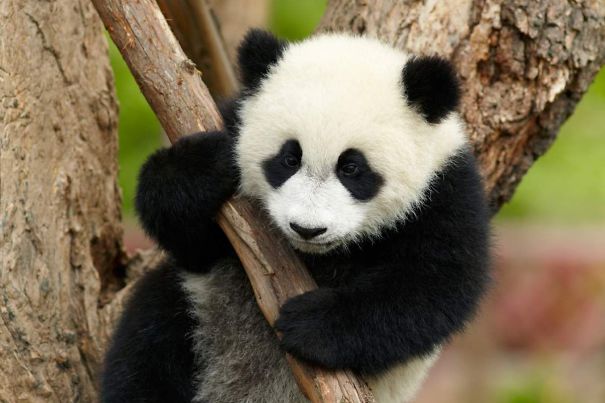 60 Cutest Panda Moments Ever Captured