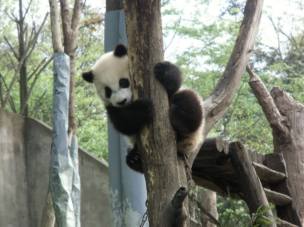60 Cutest Panda Moments Ever Captured
