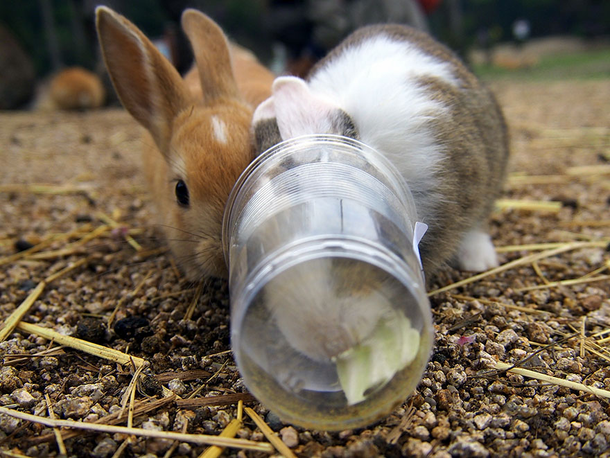 Cute Baby Bunnies Hang Out With A Visitor To Rabbit Island In Japan