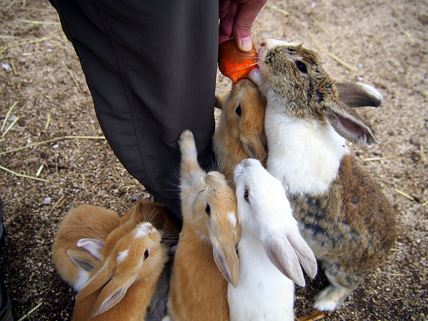 Cute Baby Bunnies Hang Out With A Visitor To Rabbit Island In Japan