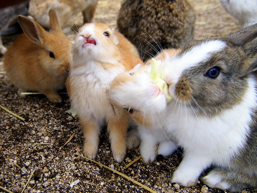Cute Baby Bunnies Hang Out With A Visitor To Rabbit Island In Japan