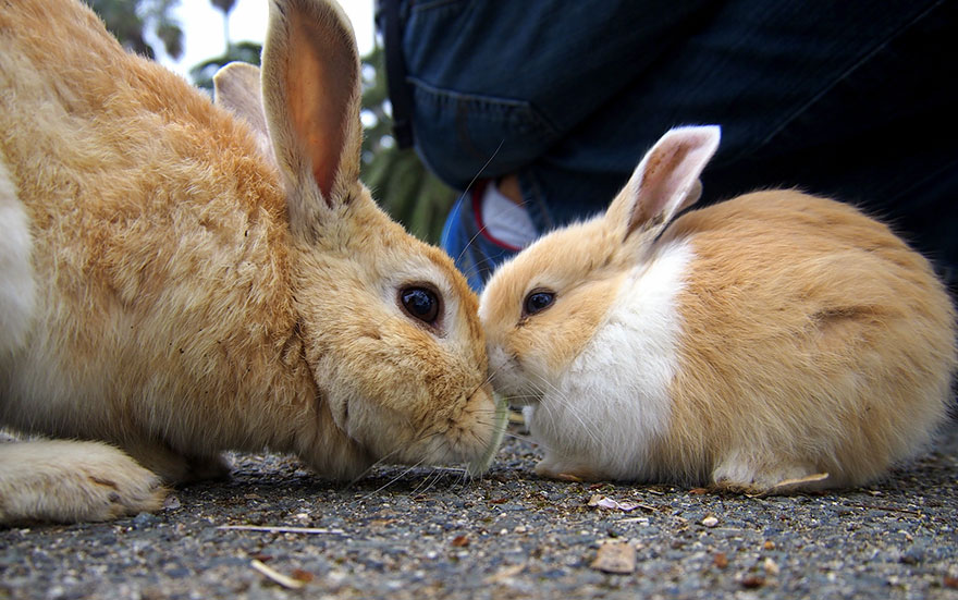 Cute Baby Bunnies Hang Out With A Visitor To Rabbit Island In Japan