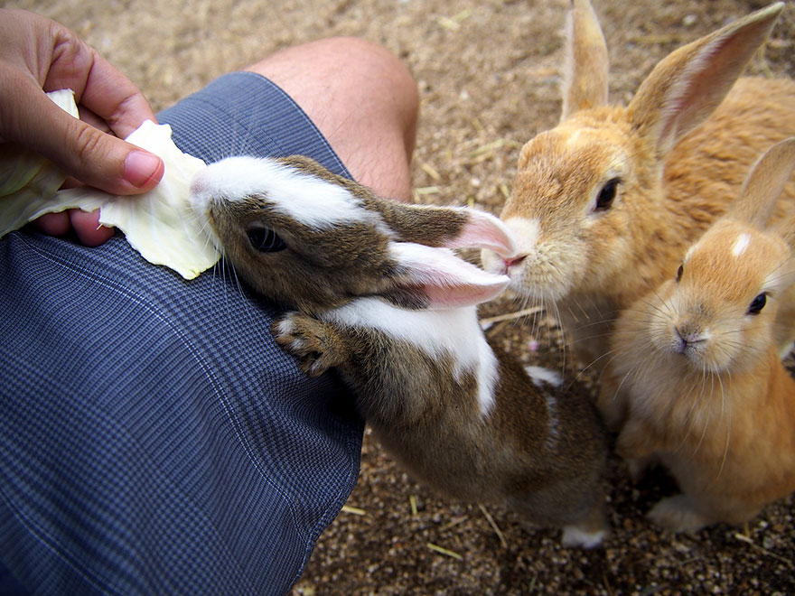 Cute Baby Bunnies Hang Out With A Visitor To Rabbit Island In Japan