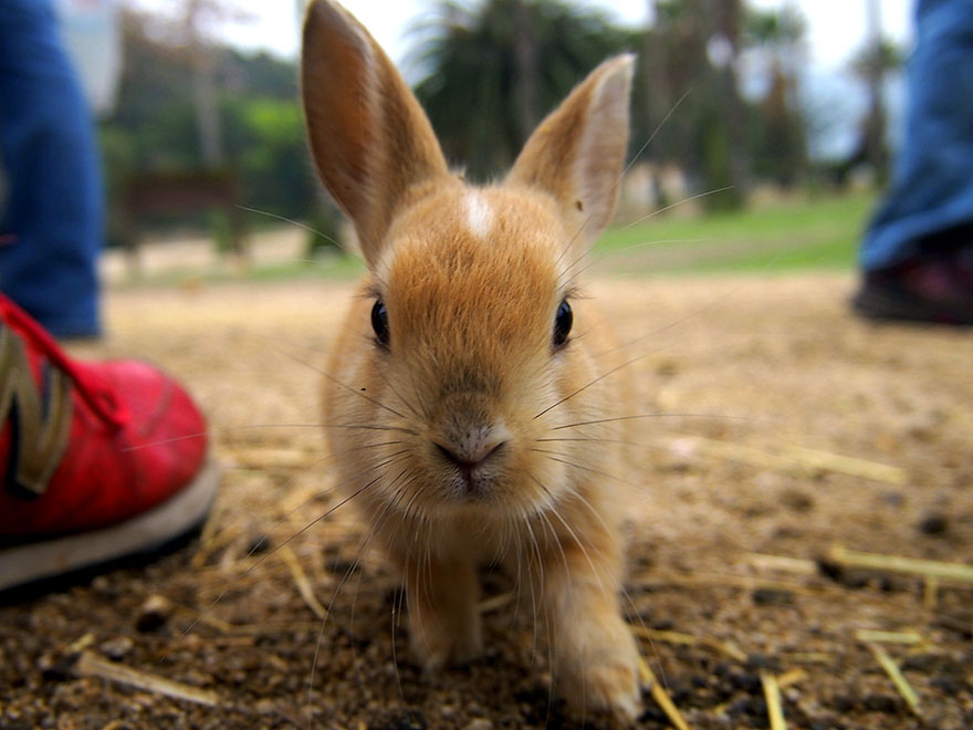 Cute Baby Bunnies Hang Out With A Visitor To Rabbit Island In Japan