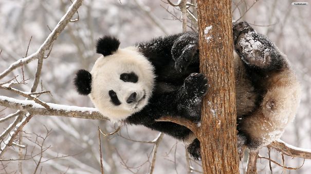 60 Cutest Panda Moments Ever Captured