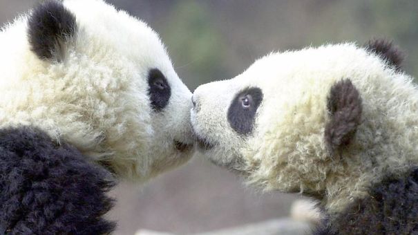 60 Cutest Panda Moments Ever Captured