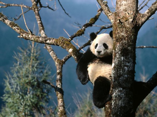 60 Cutest Panda Moments Ever Captured