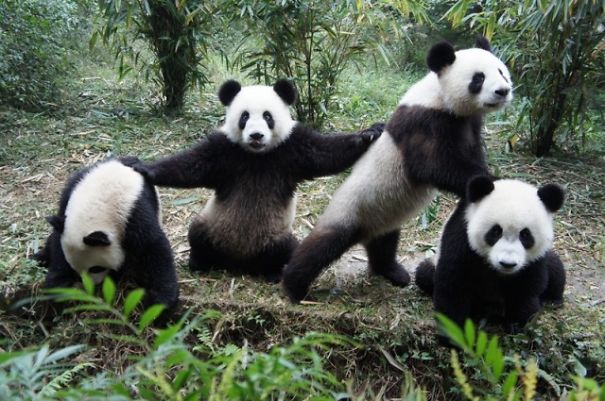 60 Cutest Panda Moments Ever Captured