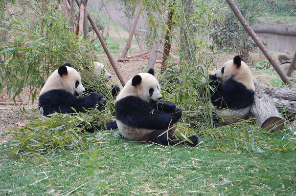 60 Cutest Panda Moments Ever Captured
