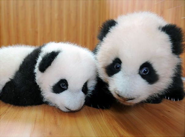 60 Cutest Panda Moments Ever Captured