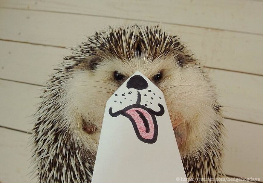 These Hedgehog Faces Are Probably The Cutest Thing On Twitter Right Now These Hedgehog Faces Are Probably The Cutest Thing On Twitter Right Now